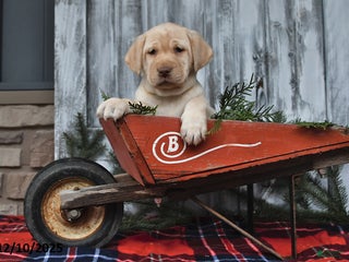 Labrador Retriever dogs Mimi - Ad 30