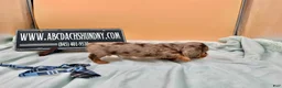 Miniature Dachshund dogs for sale: Miniature Dachshund Puppy 4 - Ad 7