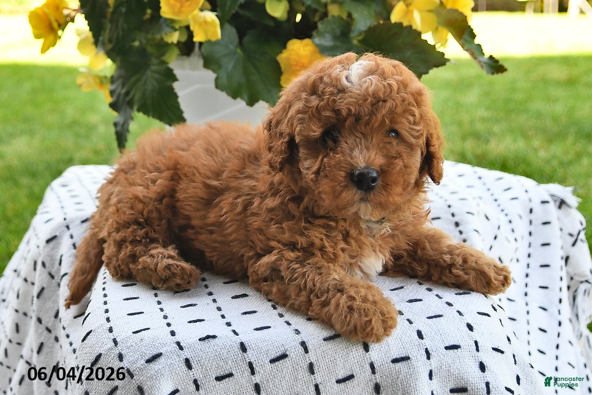 Mini Goldendoodle dogs Sparky - Ad 2