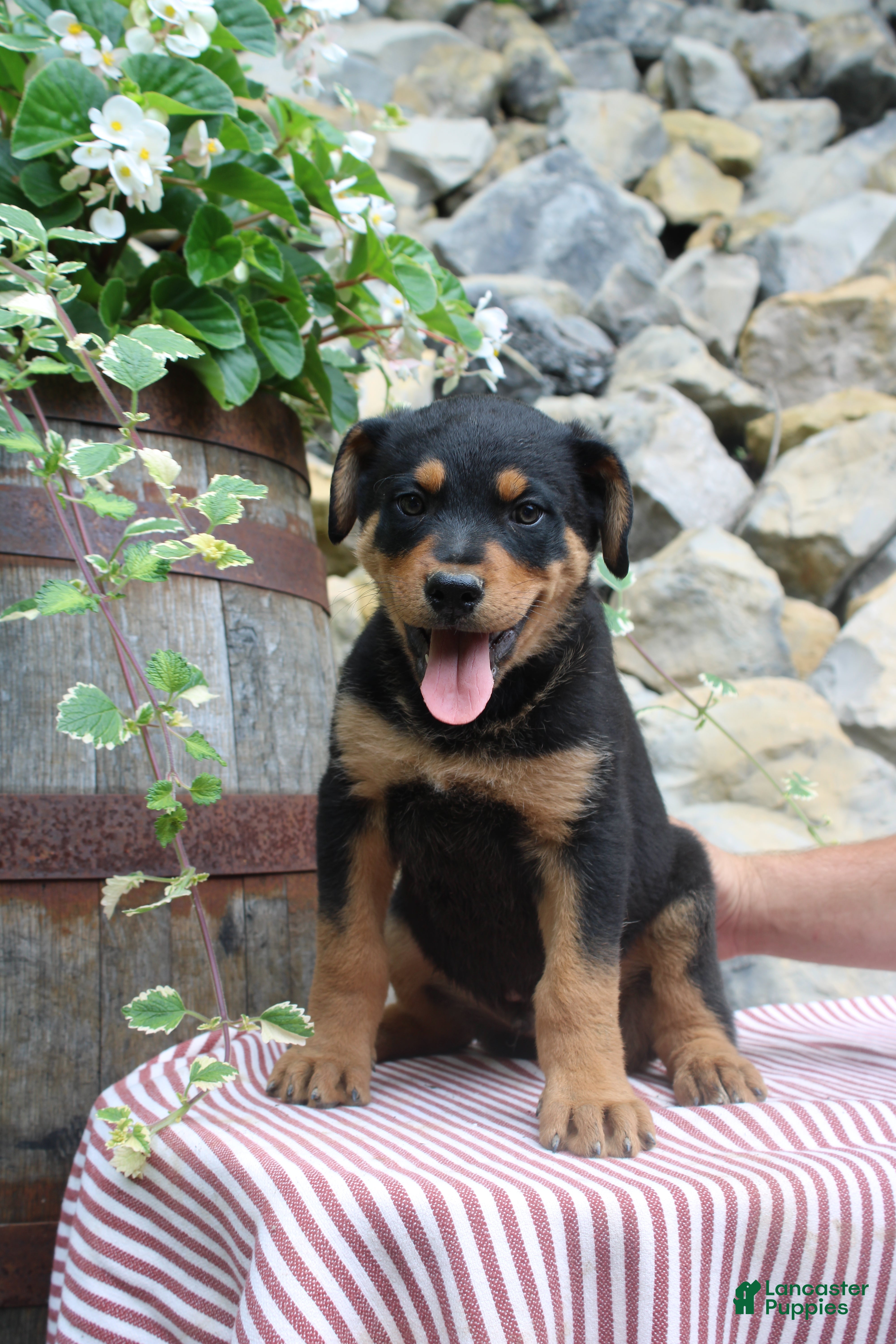 Mixed Breed dogs Rocky  - Ad 2