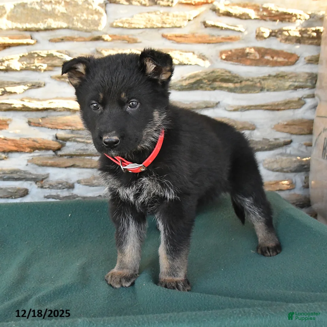 German Shepherd dogs for sale: Melody - Ad 9