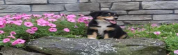 Australian Shepherd dogs for sale: Pixie  - Ad 6