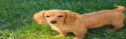 Miniature Dachshund dogs for sale: Rusty Miniature Dachshund  - Ad 2