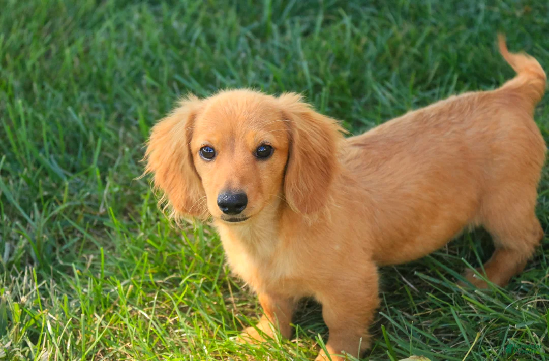 Miniature Dachshund dogs for sale: Rusty Miniature Dachshund  - Ad 2