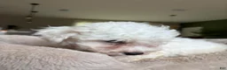 Bichon Frise dogs for sale: Bichon Frise - Ad 3