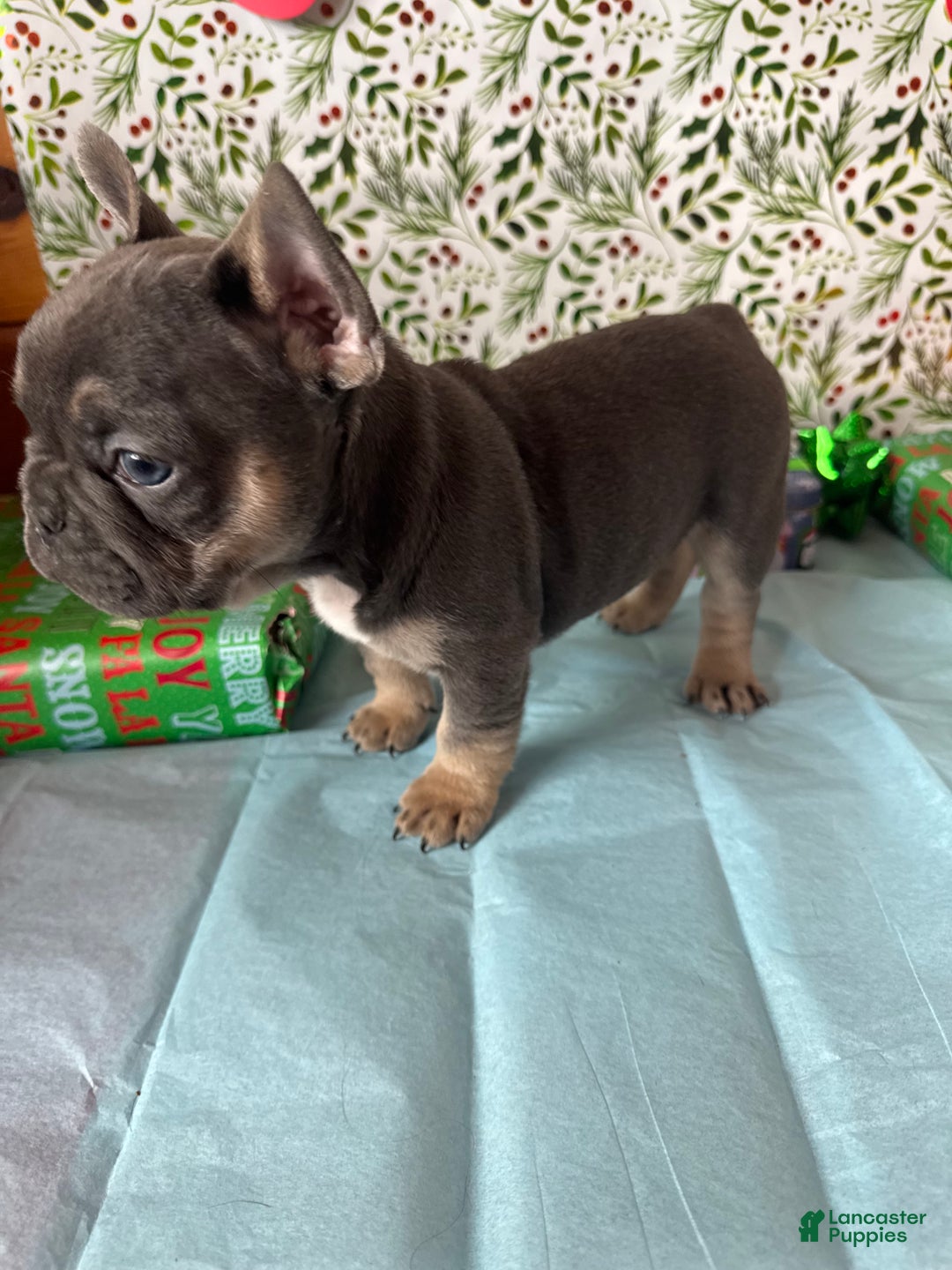 French Bulldog dogs for sale: RILEY - Ad 3