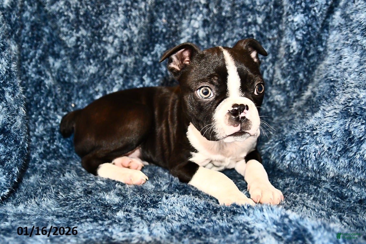 Boston Terrier dogs Jasper - Ad 41