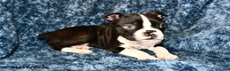 Boston Terrier dogs for sale: Jasper - Ad 1