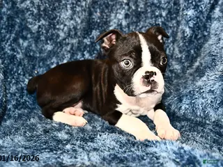Boston Terrier dogs Jasper - Ad 10