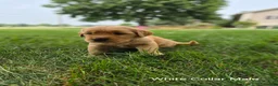 Golden Retriever dogs for sale: Starburst (White Collar) - Ad 2