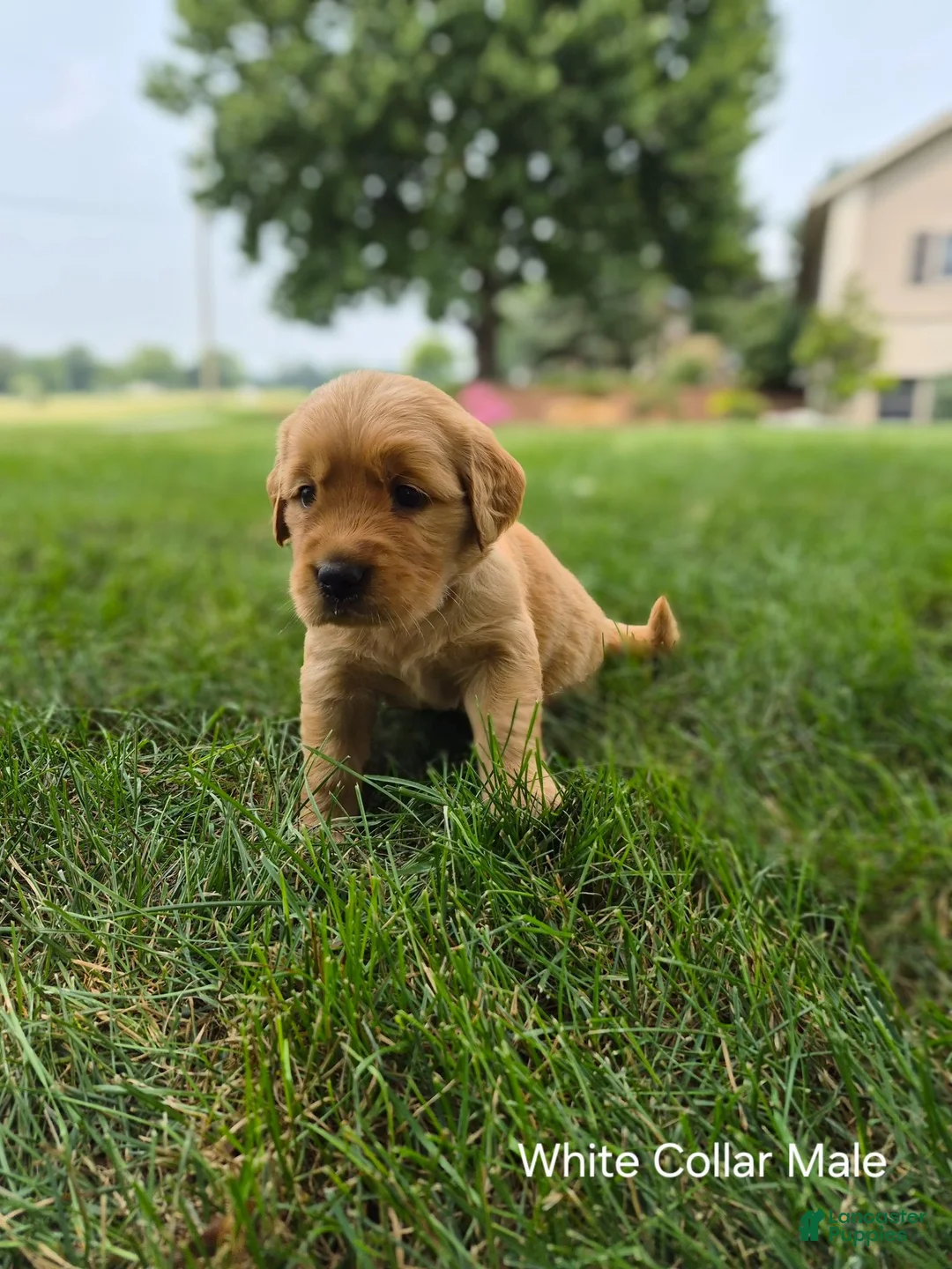 Golden Retriever dogs for sale: Starburst (White Collar) - Ad 2