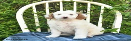 Mini Bernedoodle dogs for sale: Goldie  - Ad 2