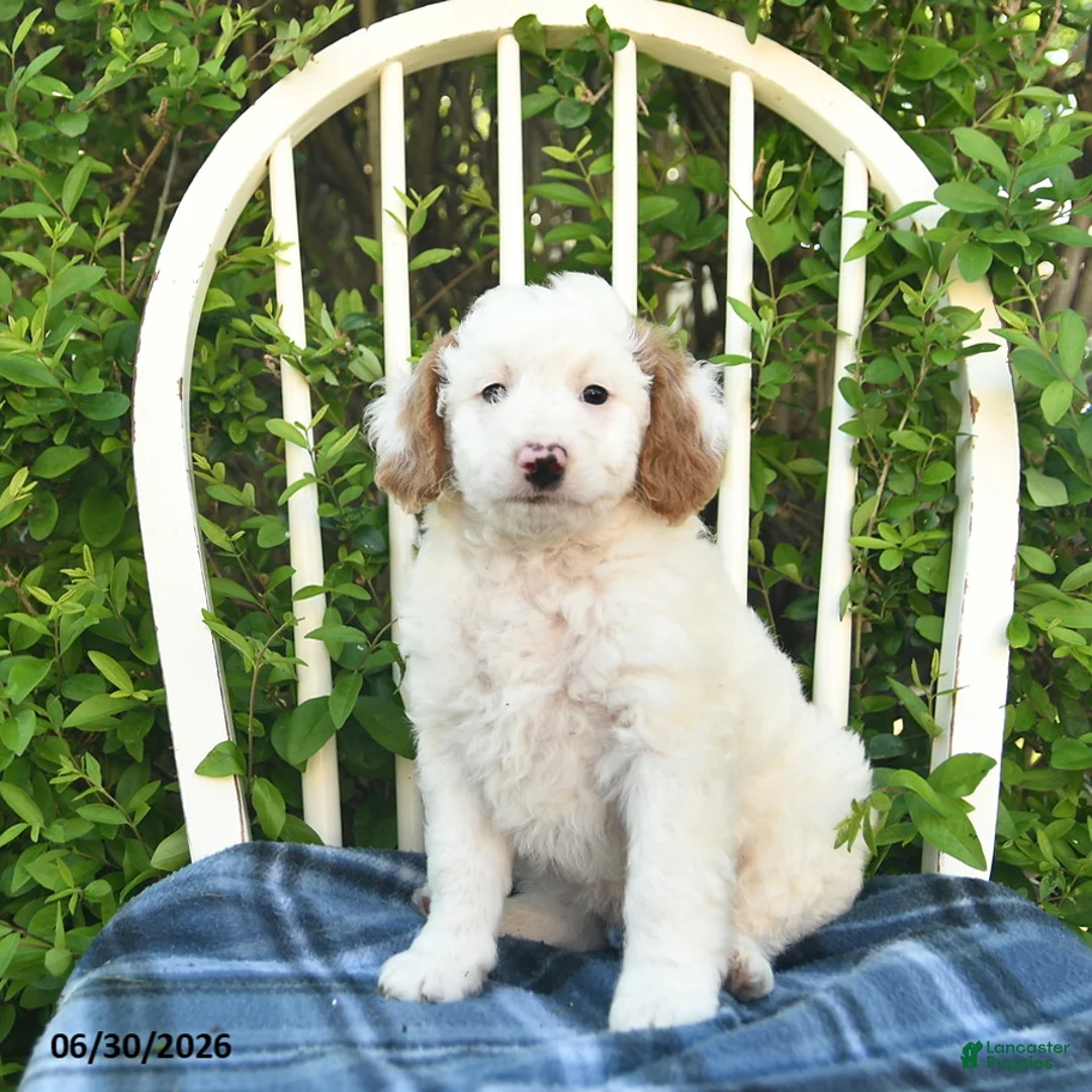 Mini Bernedoodle dogs for sale: Goldie  - Ad 2
