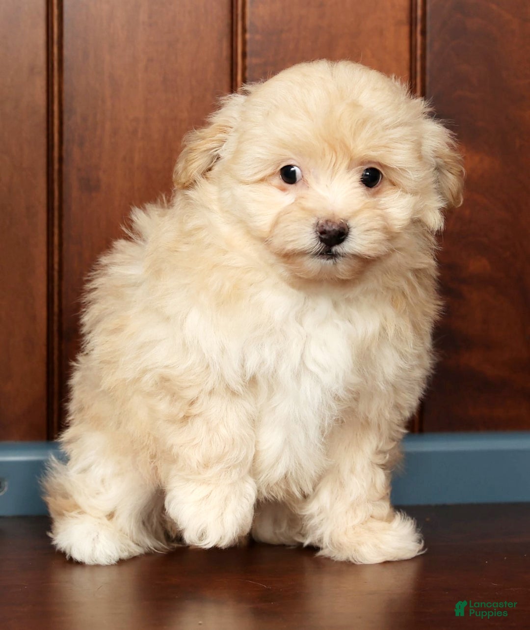 Pomapoo dogs for sale: Thomas - Ad 8