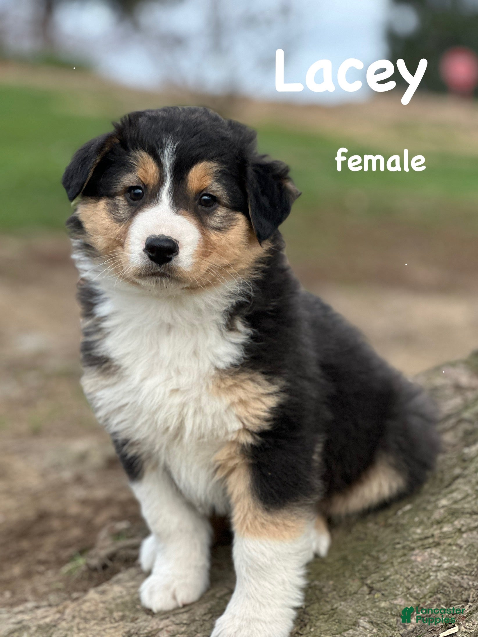 Australian Shepherd dogs Lacey - Ad 13