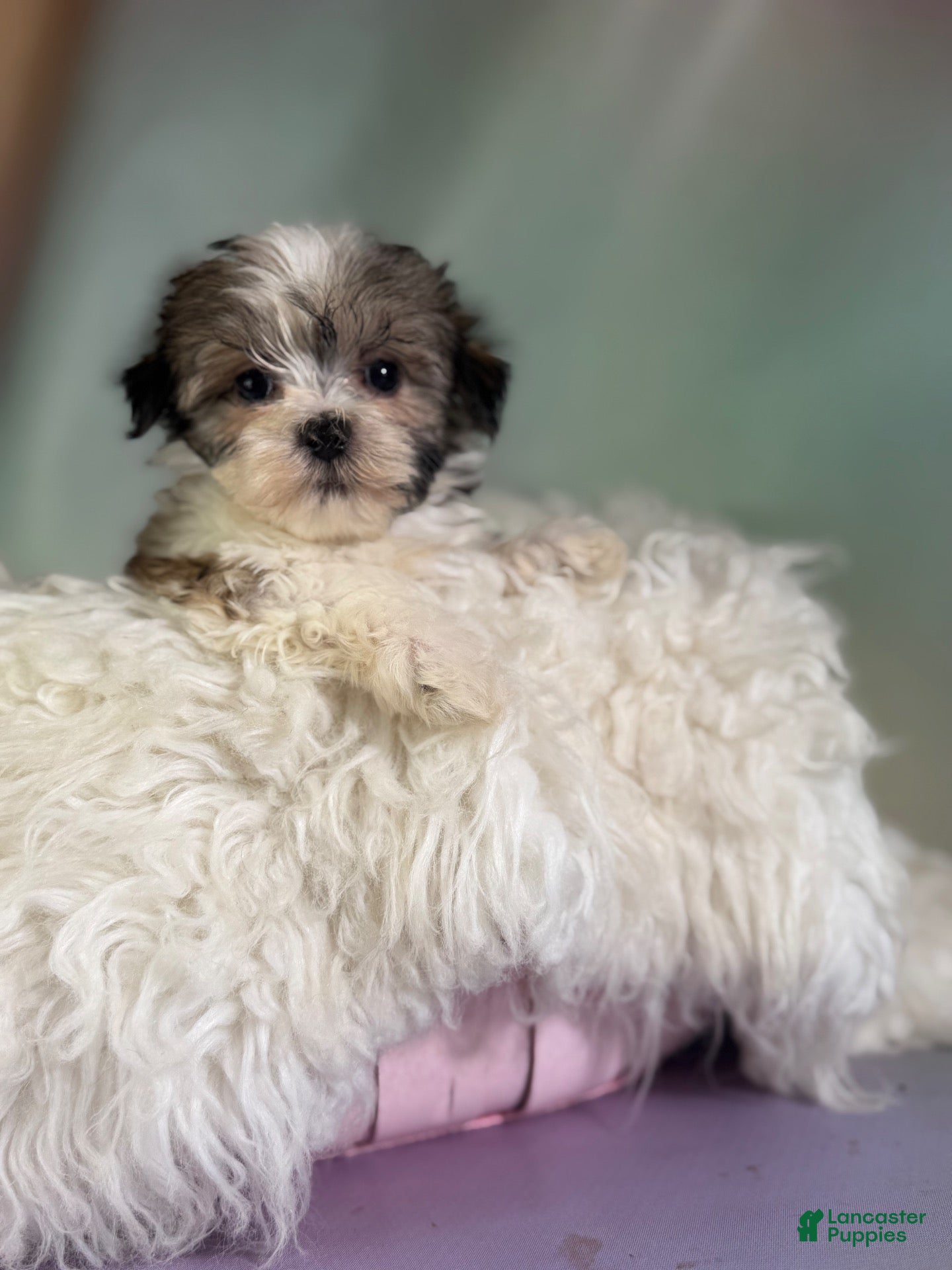 Morkie dogs Tucker - Ad 2