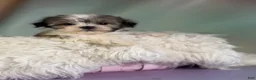 Morkie dogs for sale: Tucker - Ad 2