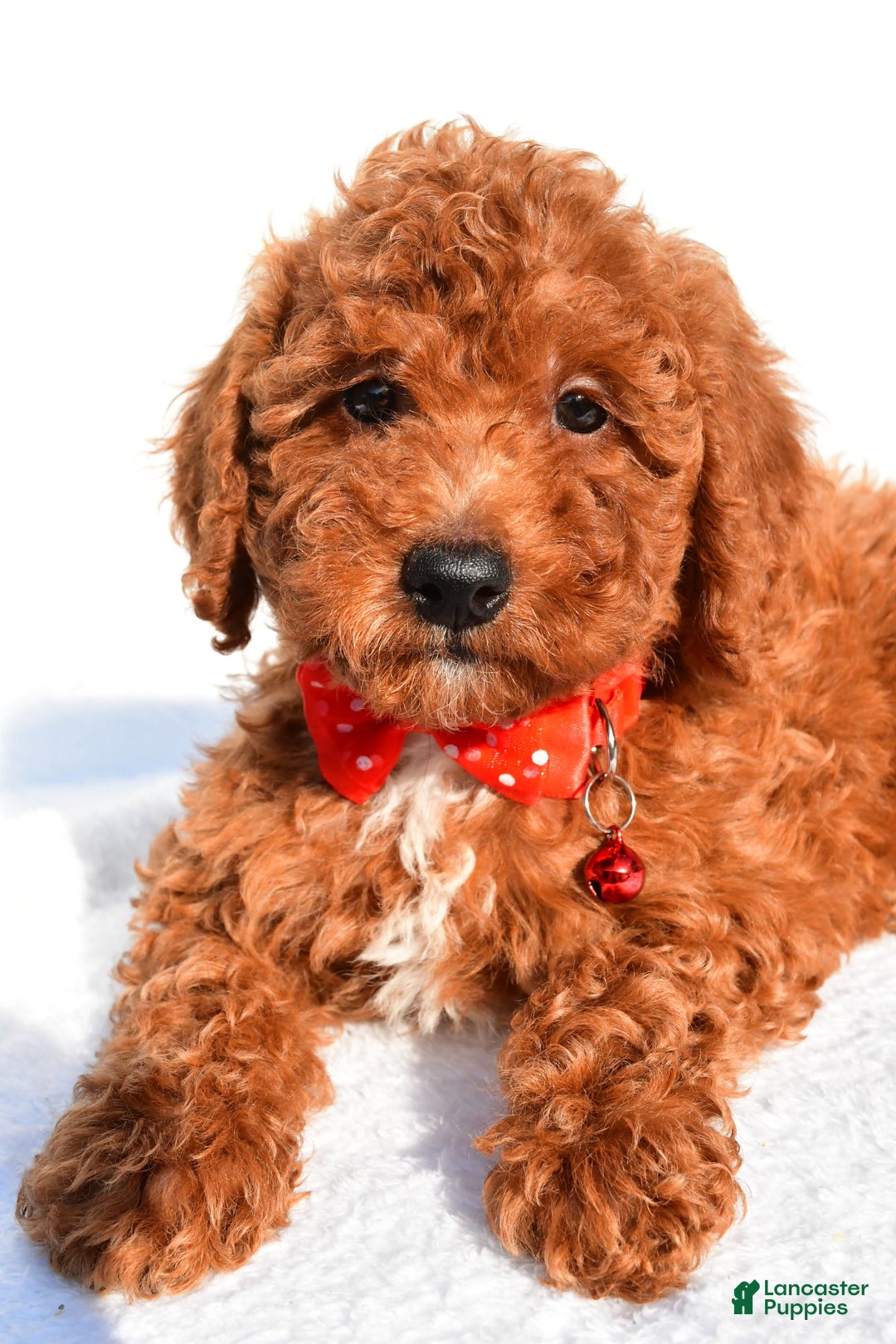 Miniature Poodle dogs for sale: Odell - Ad 3