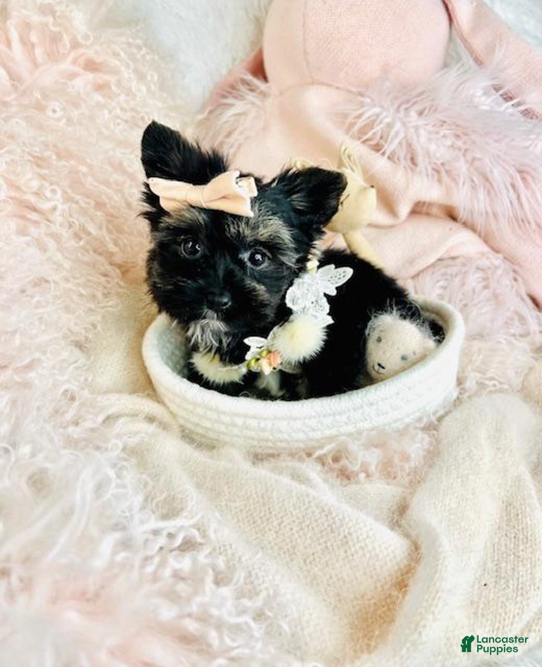 Yorkshire Terrier dogs for sale: Yorkshire Terrier Puppy 1 - Ad 1