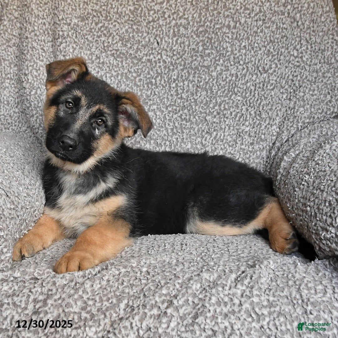 German Shepherd dogs for sale: Skyler - Ad 2