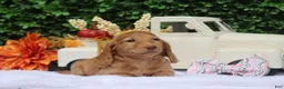 Miniature Dachshund dogs for sale: Saffron - Ad 2