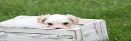 Mixed Breed dogs for sale: Mixed Breed Puppy 1 - Ad 18