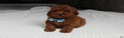 Toy Poodle dogs for sale: Tyler - Ad 4