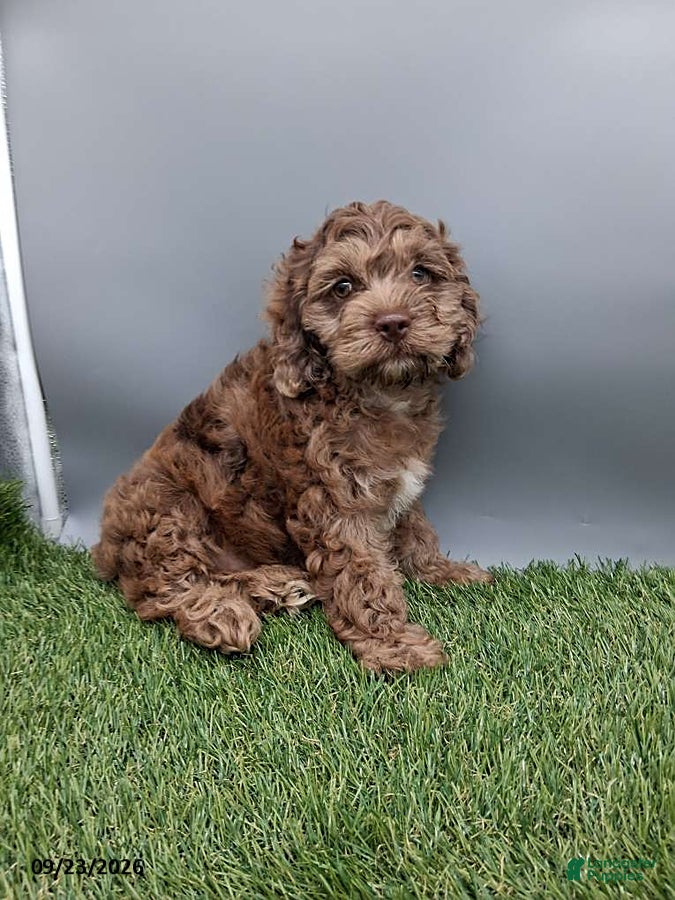 Cockapoo dogs Andover - Ad 2
