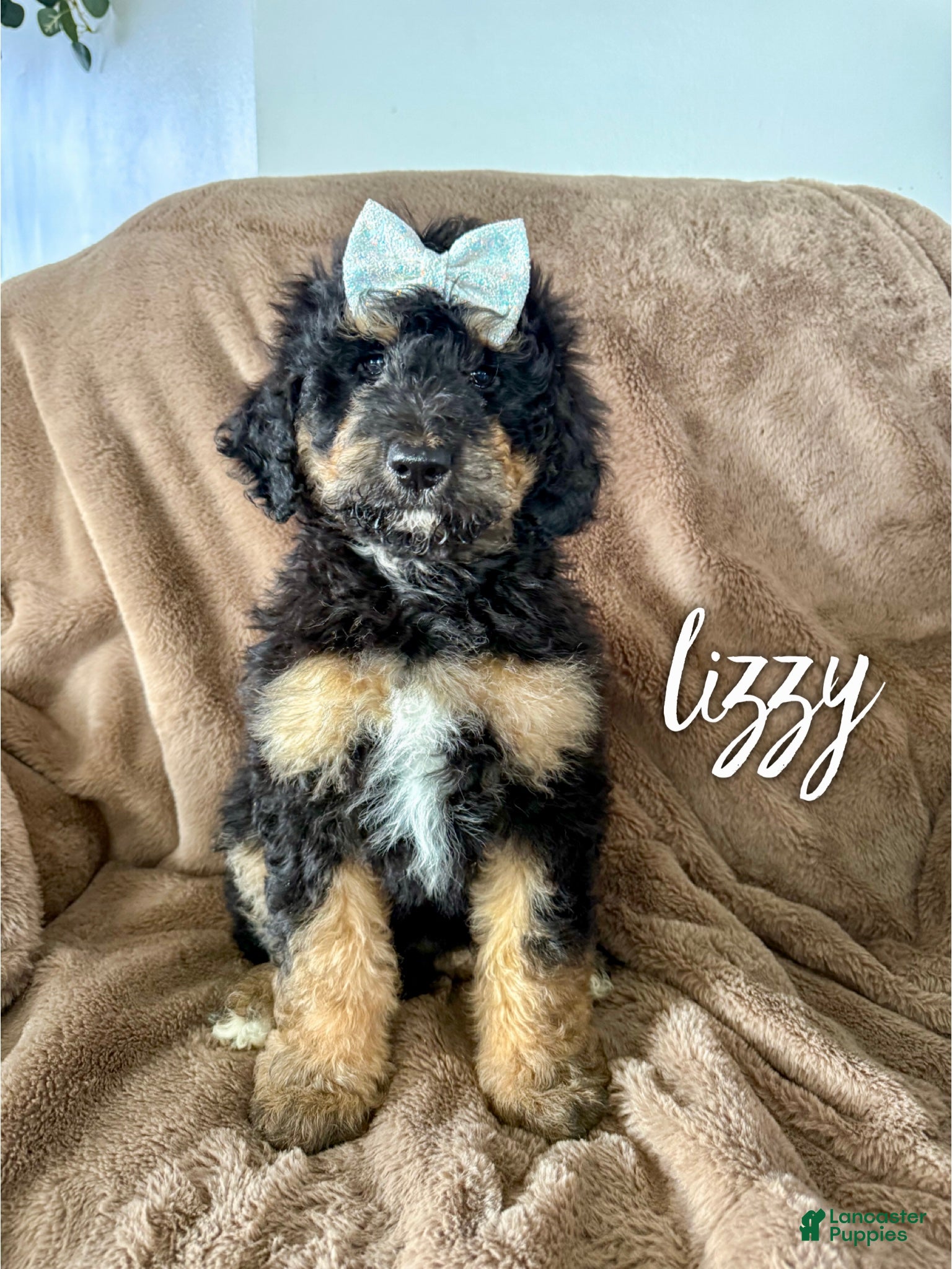 Aussiedoodle dogs Lizzy - Ad 31