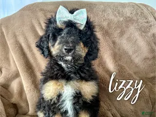 Aussiedoodle dogs Lizzy - Ad 31