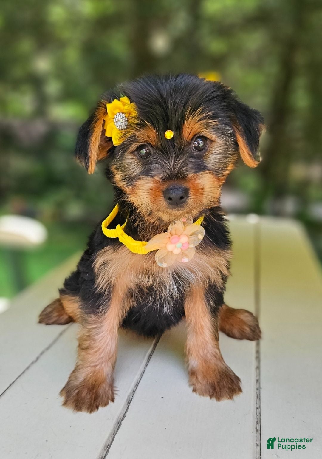 Morkie dogs Morkie 1 - Ad 2