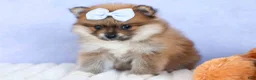 Pomeranian dogs for sale: Flossie  - Ad 16