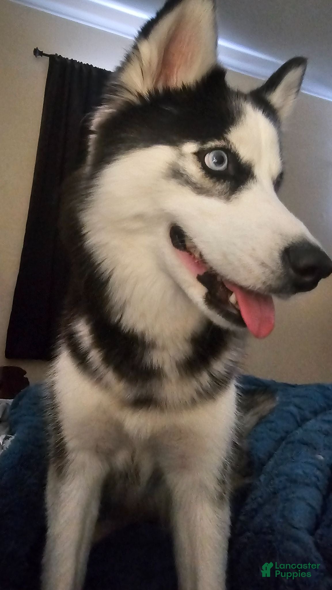Ghost Siberian Husky for sale in Valley Green | Lancaster Puppies