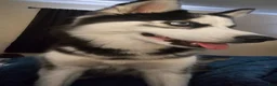 Siberian Husky dogs for sale: Rocky  - Ad 4