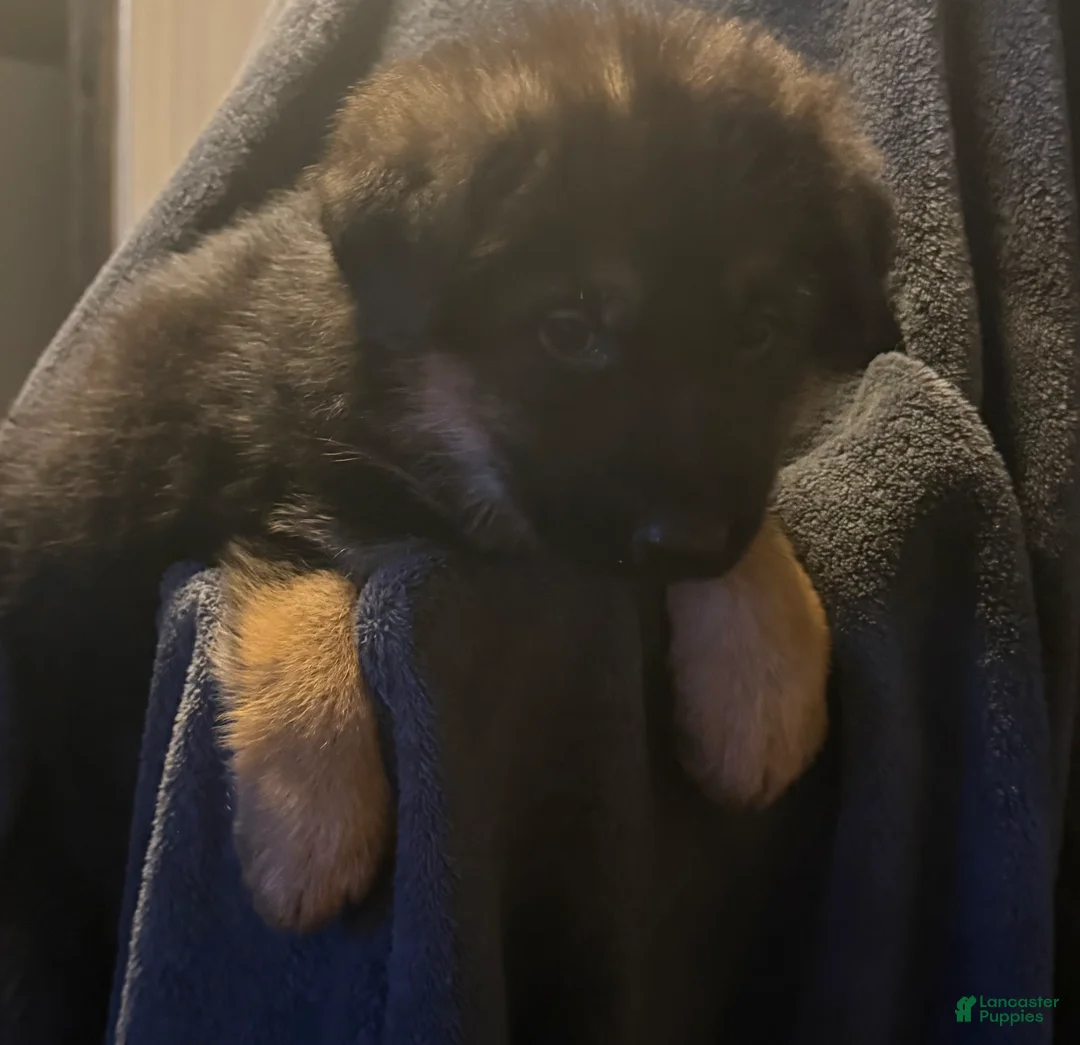 German Shepherd dogs for sale: German Shepherd Puppy 3 - Ad 1