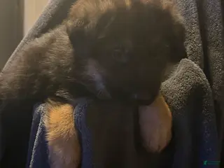 German Shepherd dogs German Shepherd Puppy 3 - Ad 11