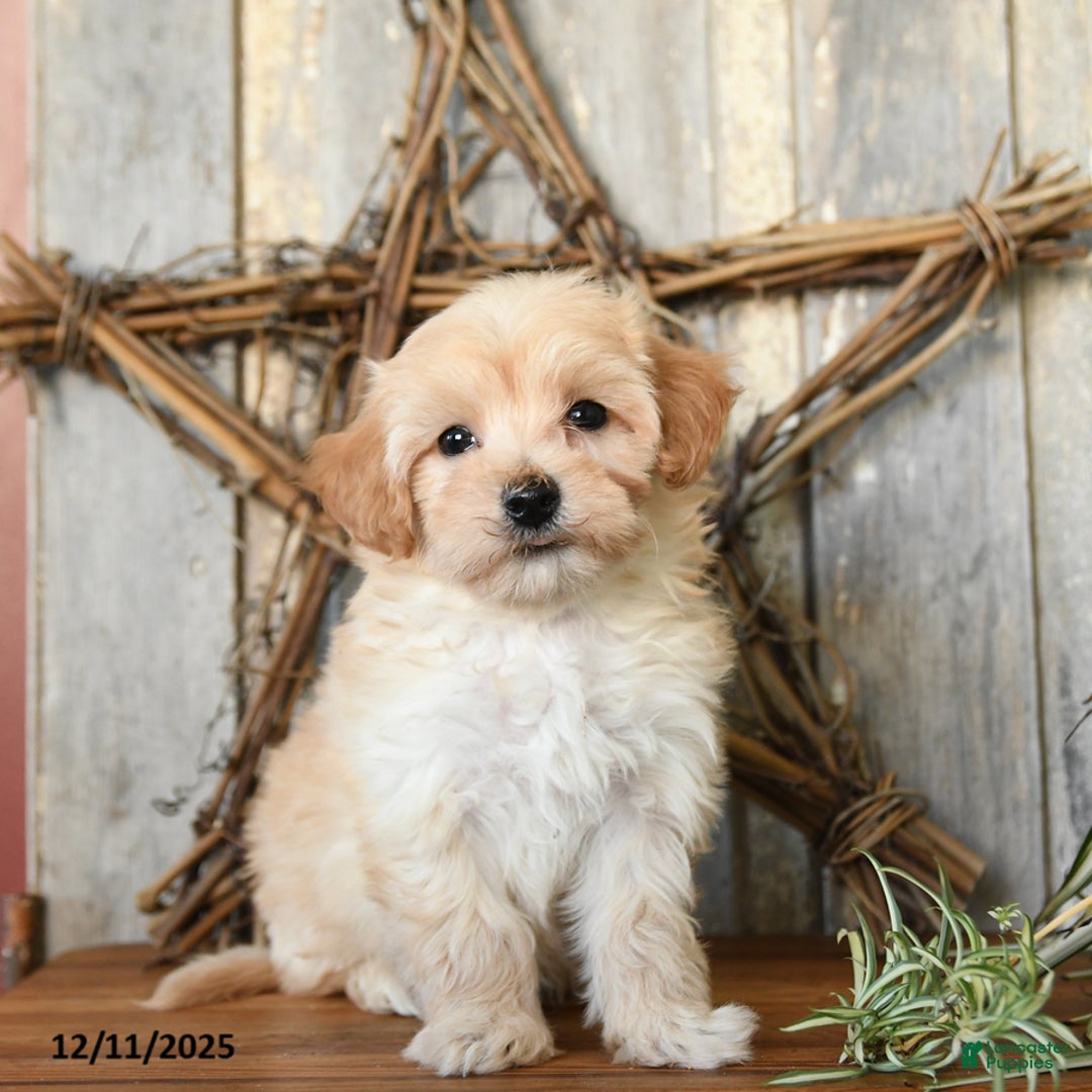 Maltipoo dogs for sale: Biscuit - Ad 2