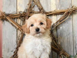 Maltipoo dogs Biscuit - Ad 9