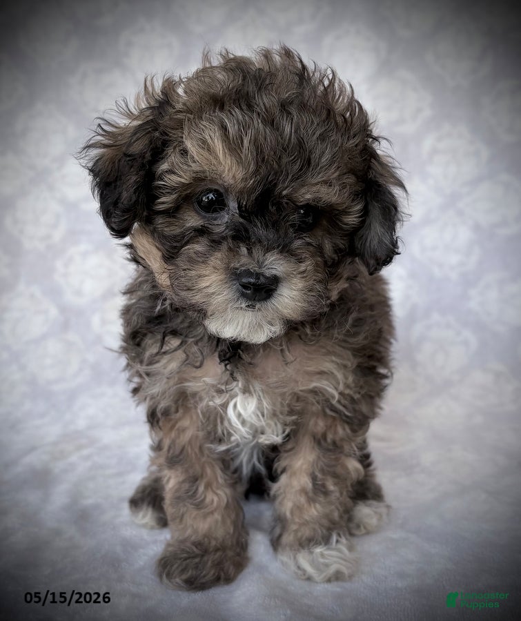 Maltipoo dogs Musketeers - Ad 2