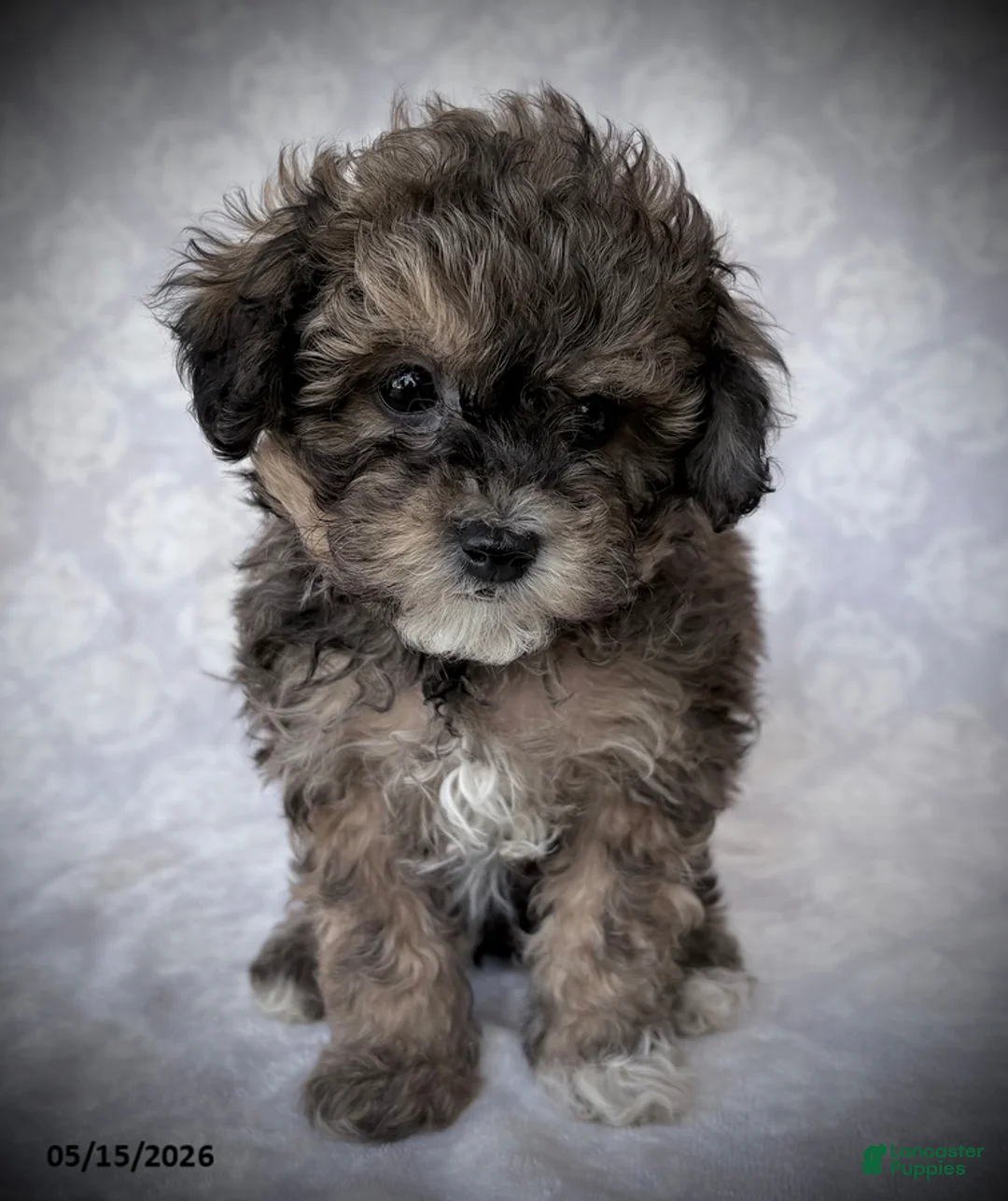 Maltipoo dogs for sale: Musketeers - Ad 2