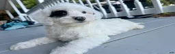 Mini Bernedoodle dogs for sale: 🛥️ 👨‍✈️ 🌊 SAILOR 🌊 👨‍✈️ 🛥️  - Ad 3