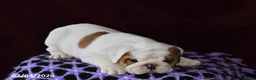 English Bulldog dogs for sale: Brock - Ad 3