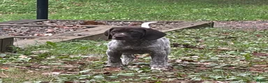 Daisy