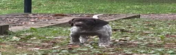 German Shorthaired Pointer dogs for sale: Daisy - Ad 1