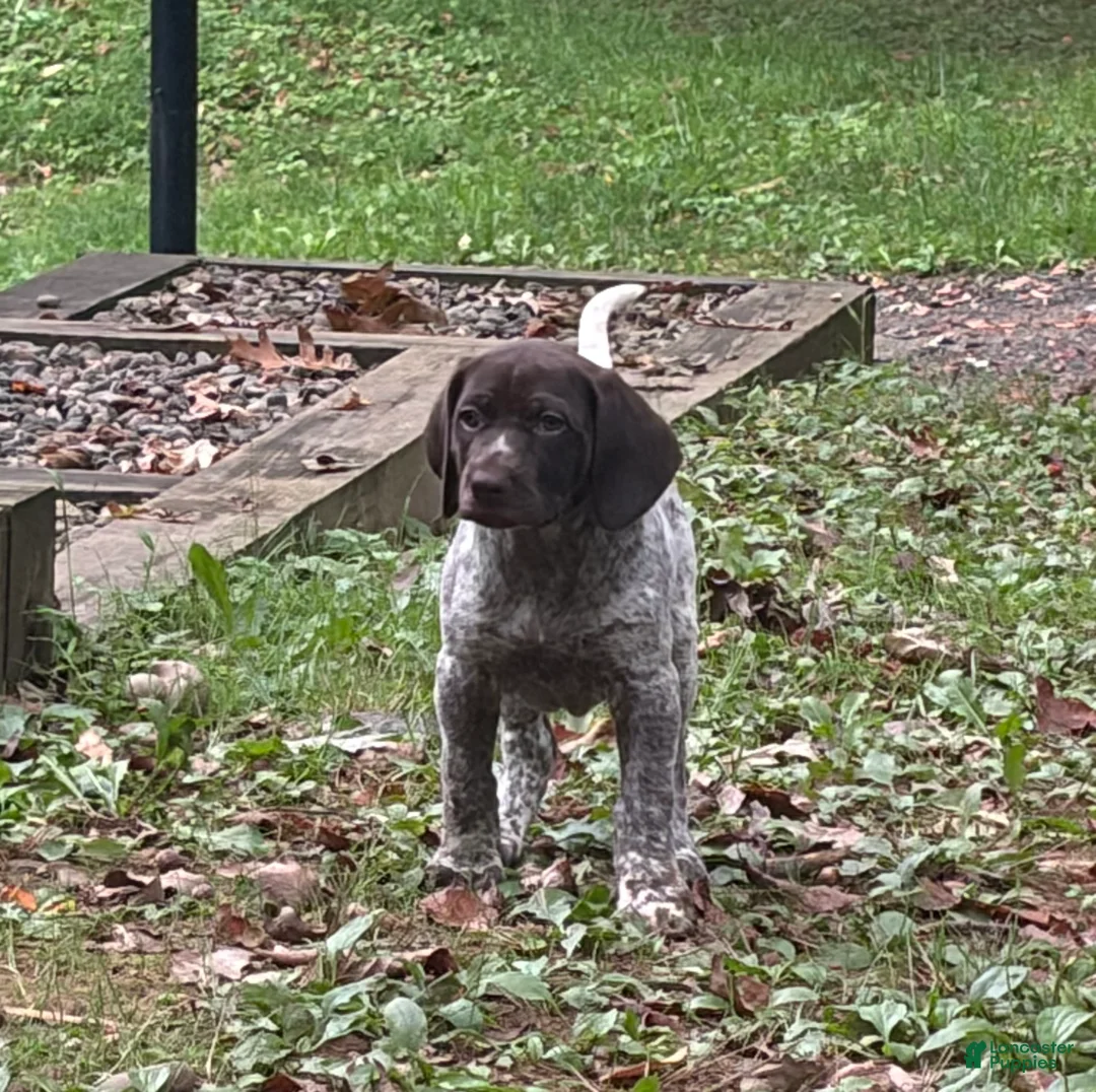 German Shorthaired Pointer dogs for sale: Daisy - Ad 1