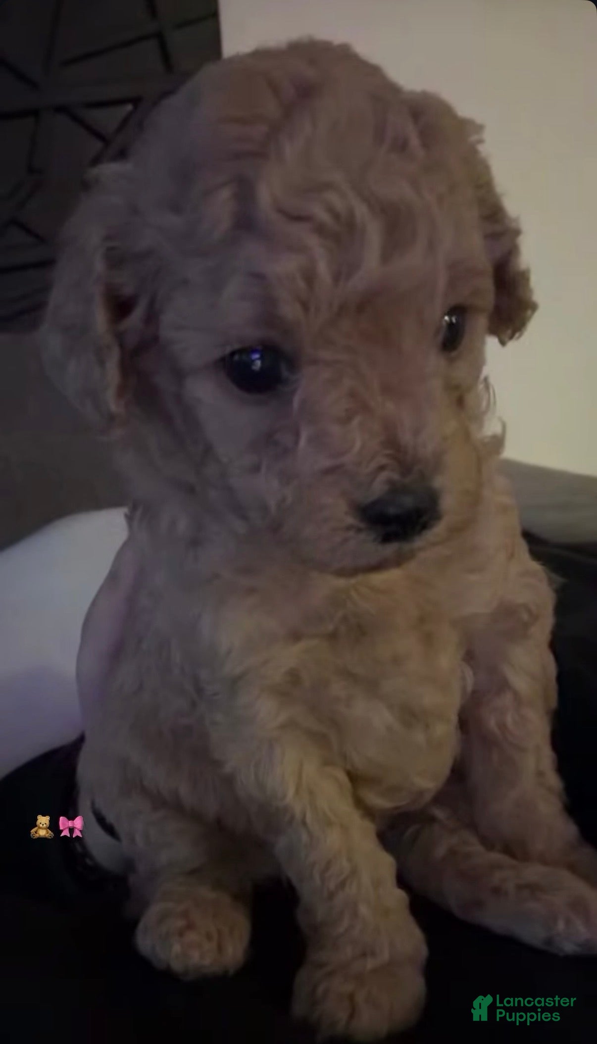 Toy Poodle dogs for sale: Mila - Ad 12