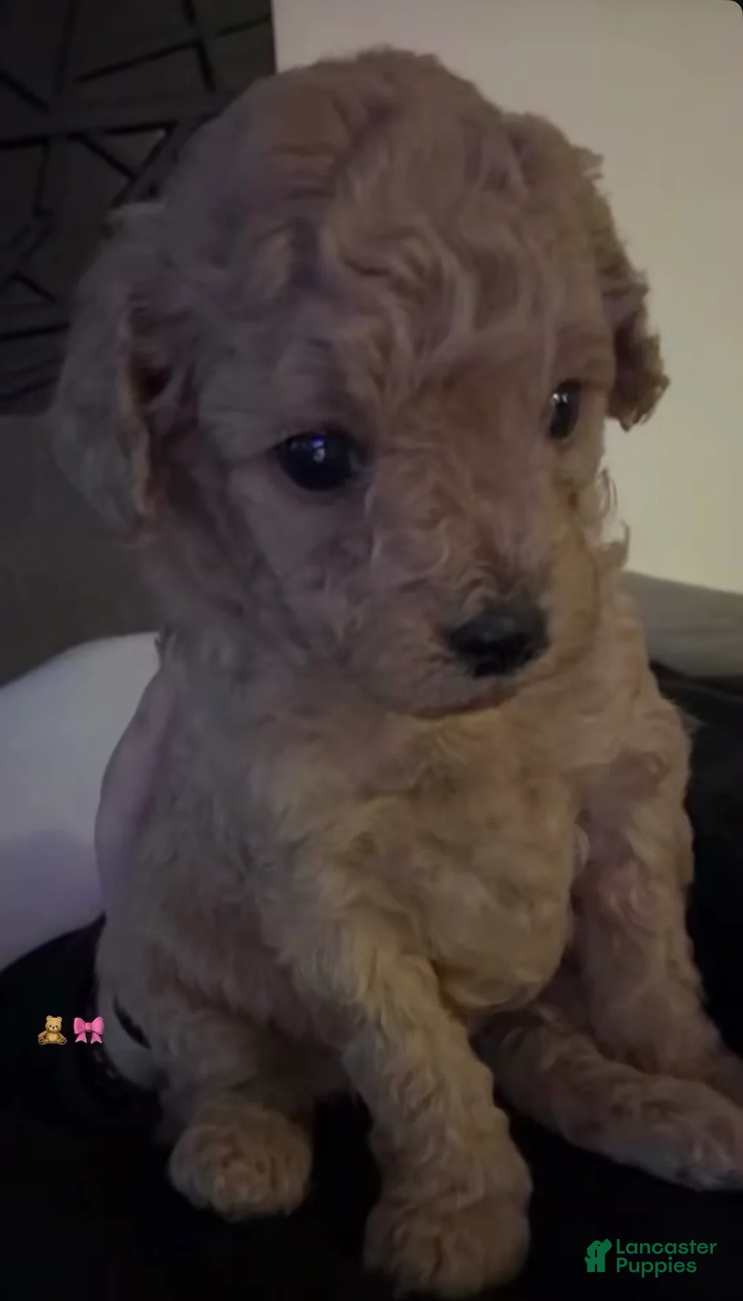 Toy Poodle dogs for sale: Mila - Ad 1