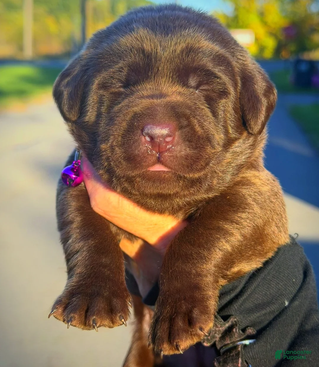 Labrador Retriever dogs for sale: Labrador Retriever 1 - Ad 14