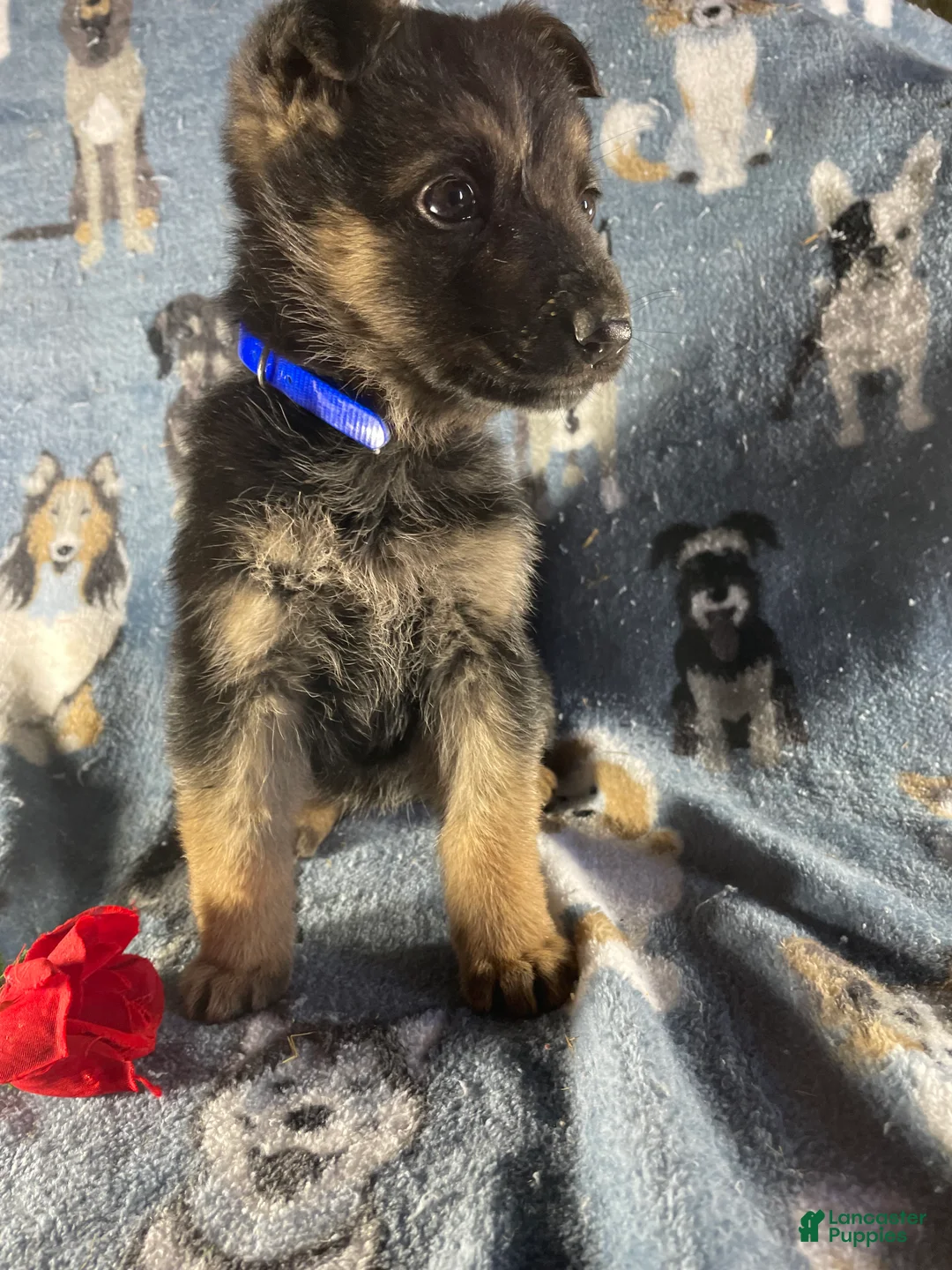 German Shepherd dogs for sale: Roxy - Ad 2