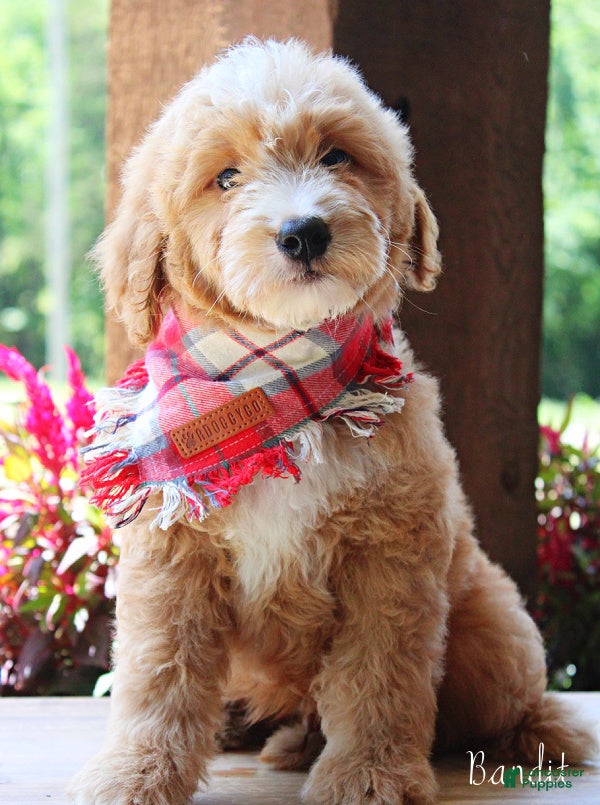 Mini Goldendoodle dogs Bandit Medium Goldendoodle Boy  - Ad 2